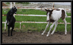 goatcutter.jpg