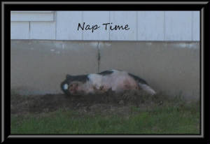 naptime.jpg