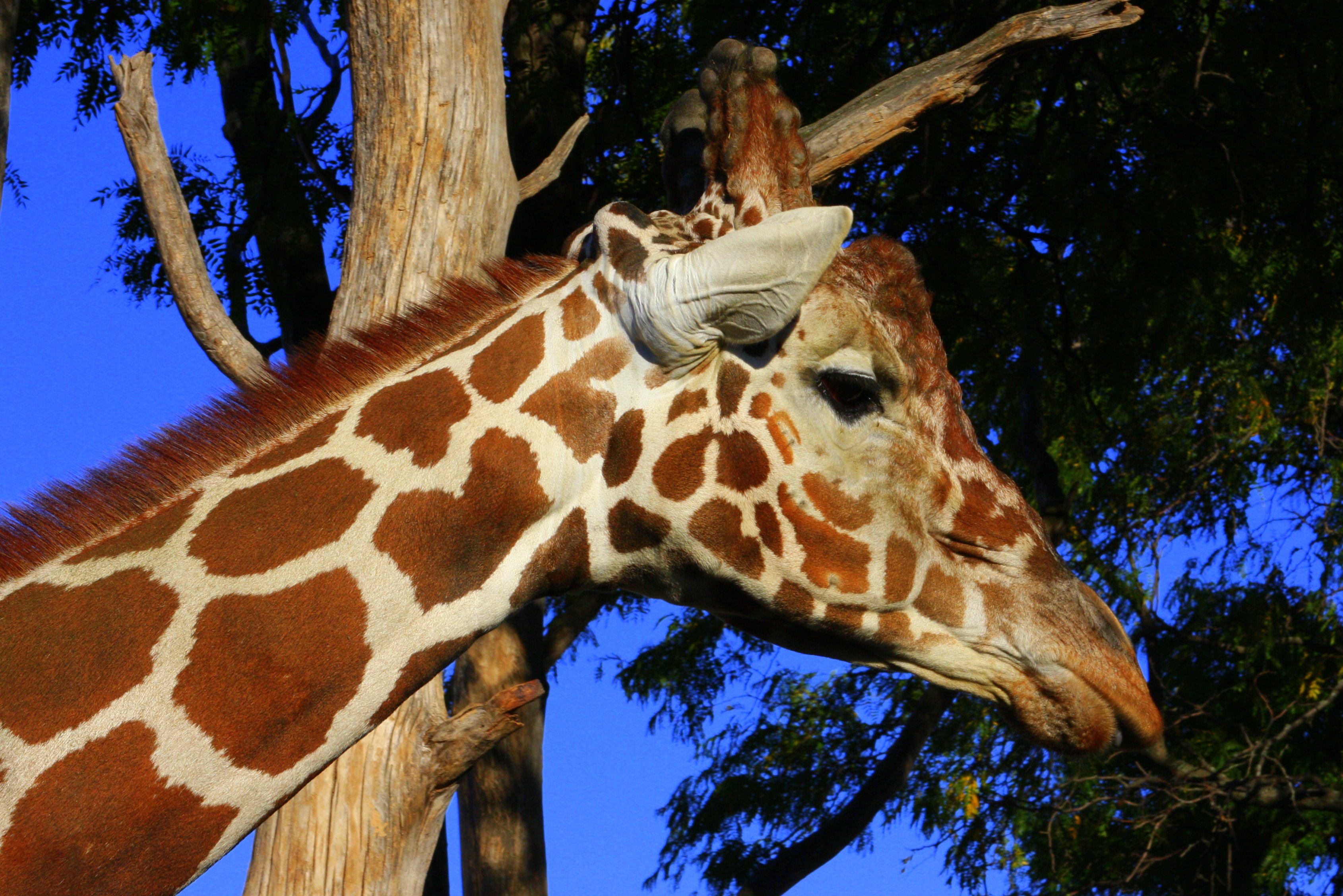 giraffe.jpg
