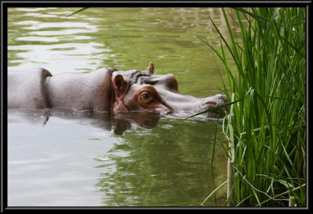 hippo.jpg