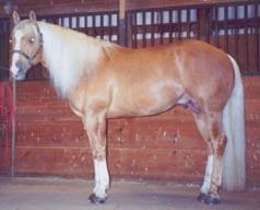 shiner1.jpg
