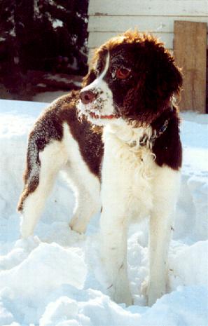 A black dog; Actual size=240 pixels wide